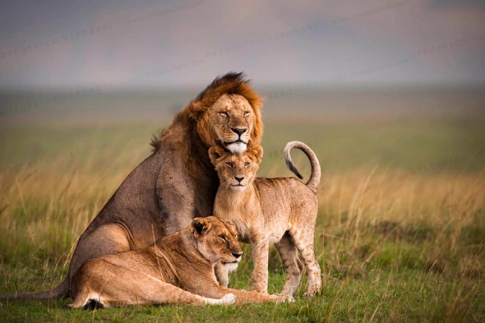 7 Days Masai Mara & Serengeti Luxury Safari