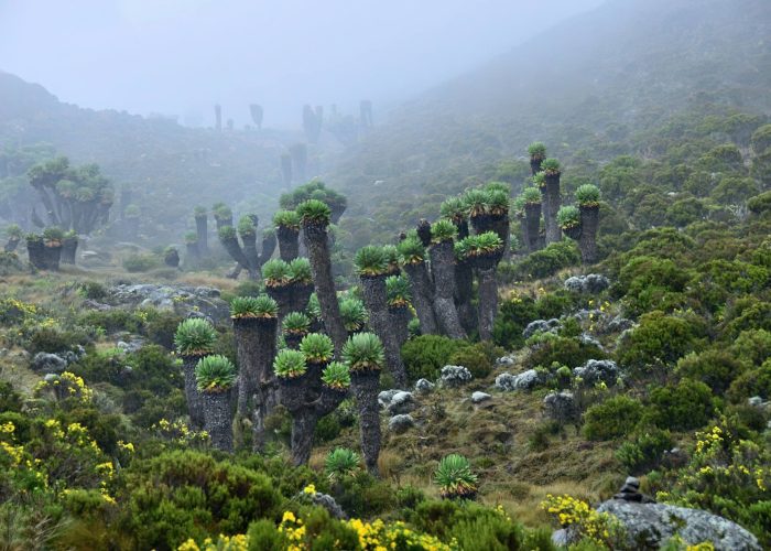 Kilimanjaro National Park