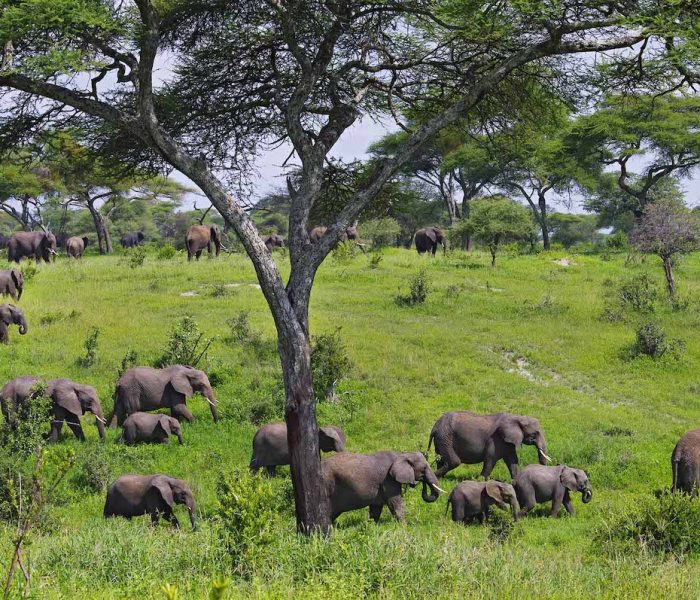 Tarangire National Park