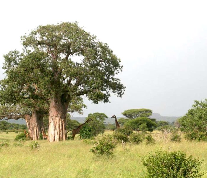 Tarangire National Park11