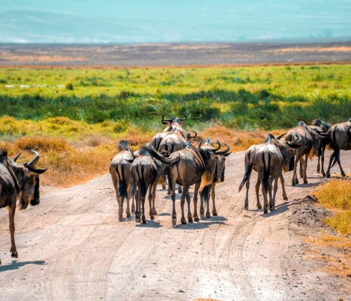 Tarangire National Park3