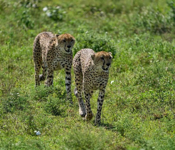 ngorongoro crater22