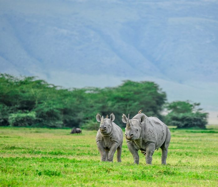 rhino ngorongoro